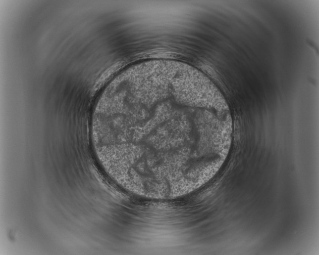 X0000099480349200806061251