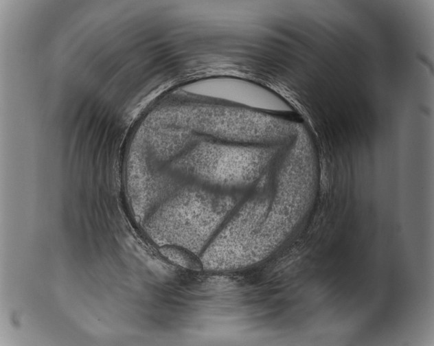 X0000099480390200806061250