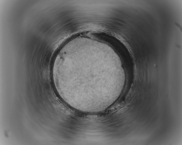 X0000099480391200806061250