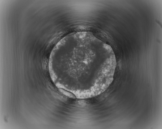 X0000099480423200806061250