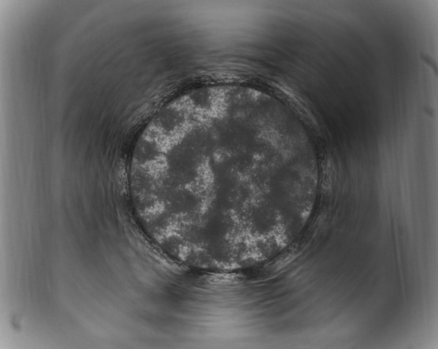 X0000099480465200806061250