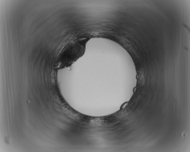 X0000099480470200806061250