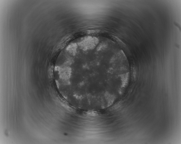 X0000099480475200806061250
