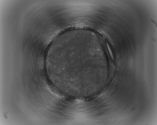 X0000099480496200806061249