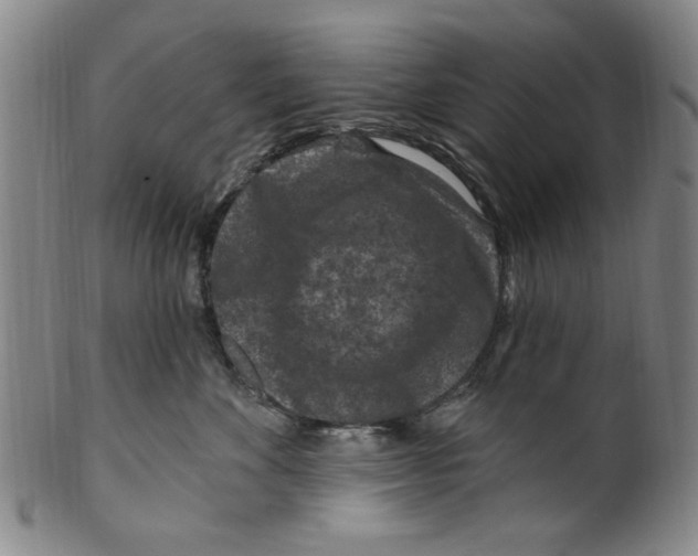 X0000099480524200806061248