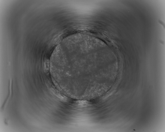 X0000099480528200806061248