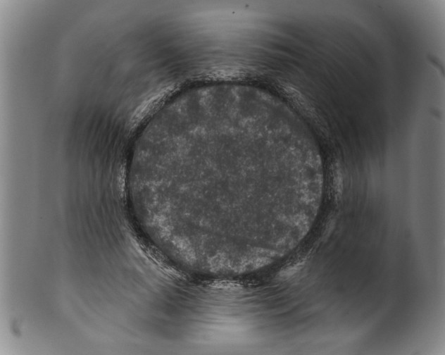X0000099480640200806061246