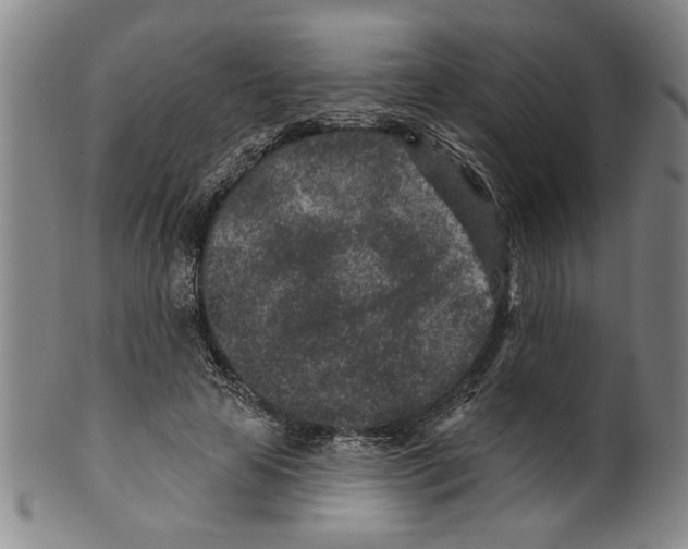 X0000099480641200806061246