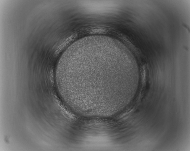 X0000099480729200806061245