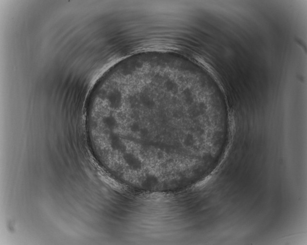 X0000099480779200806061244