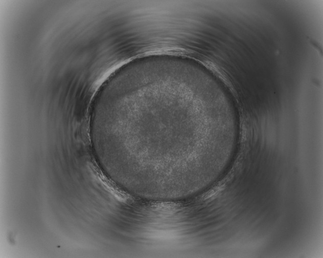 X0000099480830200806061243