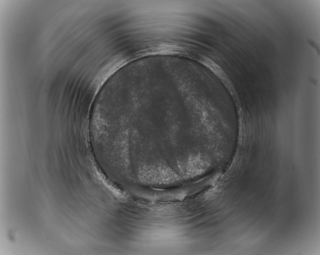 X0000099480850200806061243