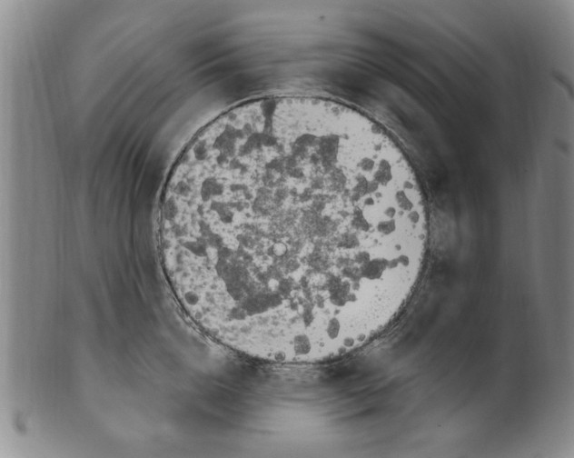 X0000099480856200806061244