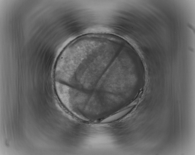 X0000099480864200806061244
