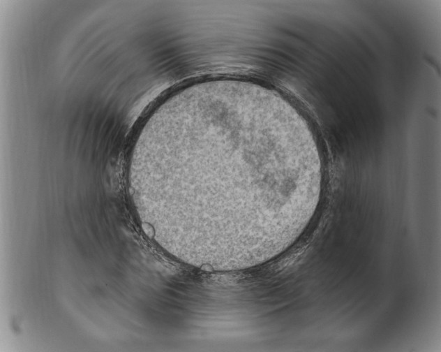 X0000099480875200806061242
