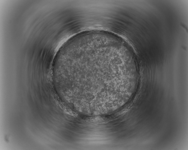 X0000099480879200806061242