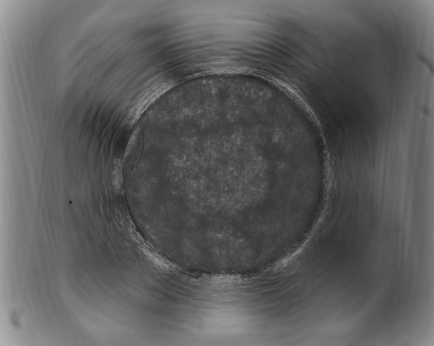 X0000099480889200806061242