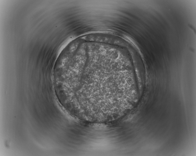 X0000099480907200806061242