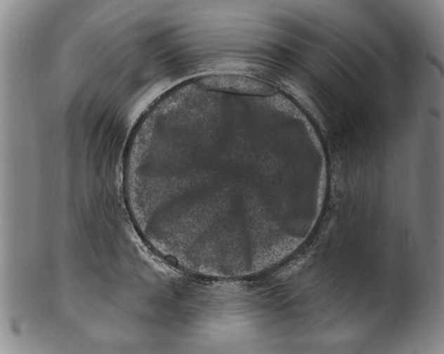 X0000099480944200806061242