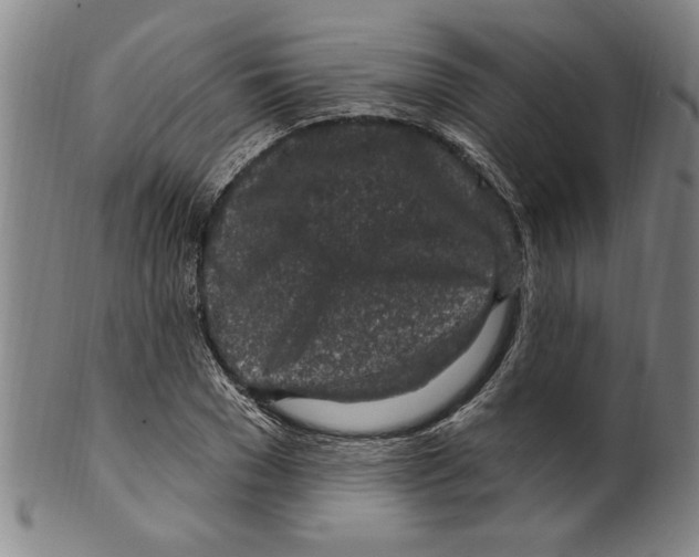 X0000099480977200806061241