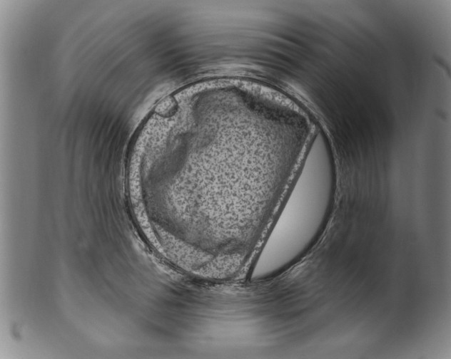 X0000099480994200806061241