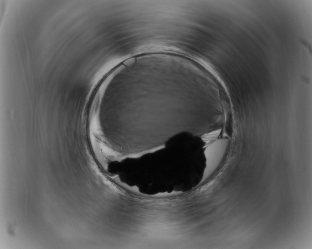 X0000099481053200806061240