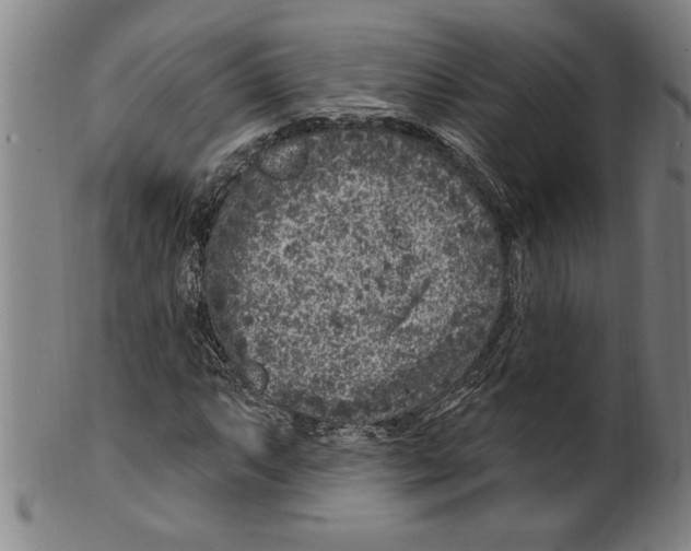 X0000099481063200806061240