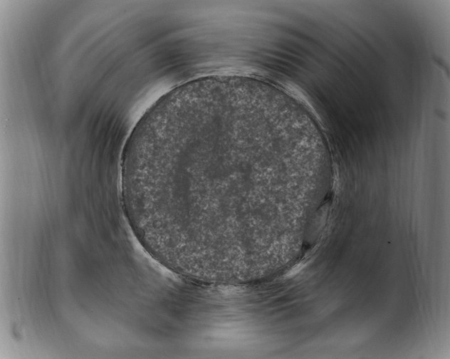 X0000099481095200806061239