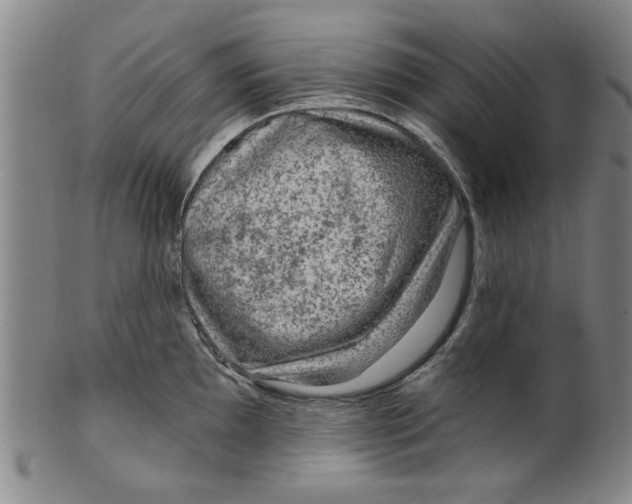 X0000099481097200806061239