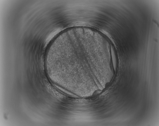 X0000099481120200806061238
