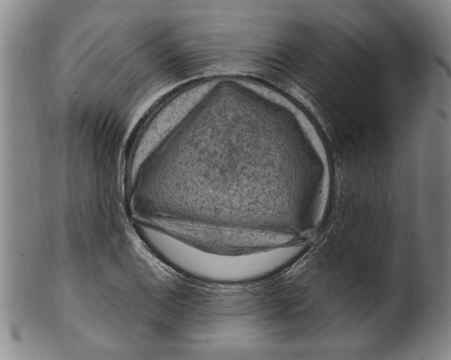 X0000099481124200806061238