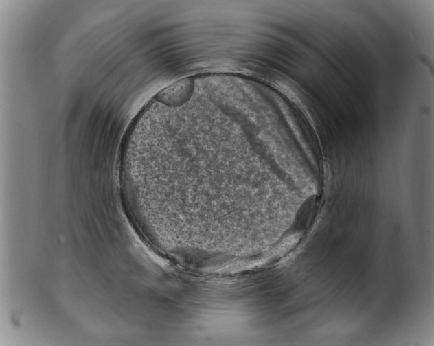 X0000099481141200806061239