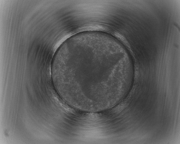 X0000099481226200806061237