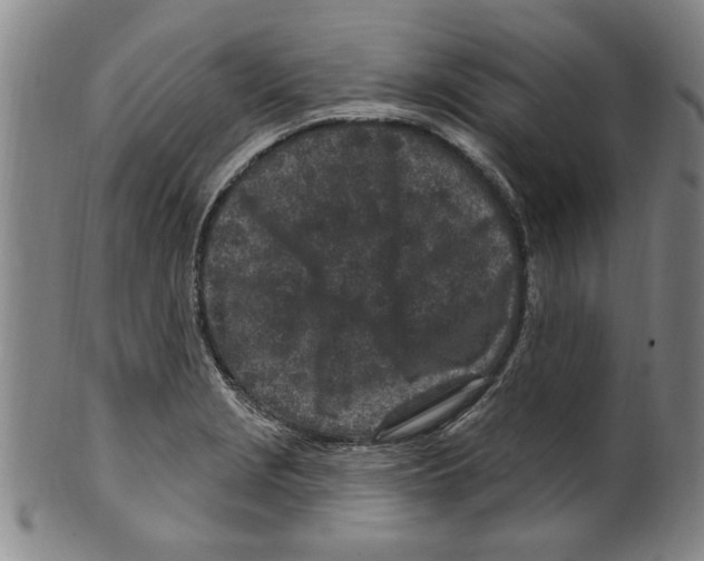 X0000099481229200806061237