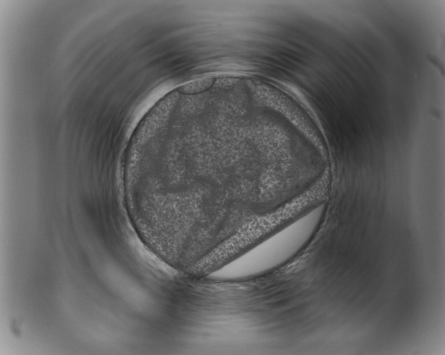 X0000099481243200806061237