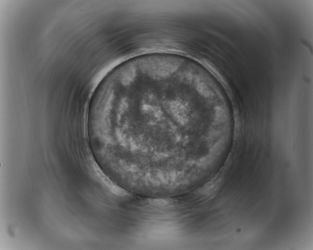X0000099481246200806061238