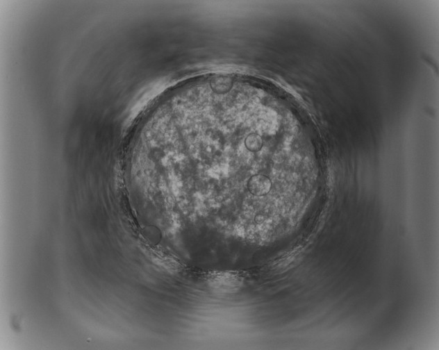 X0000099481263200806061236