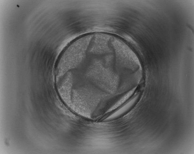 X0000099481280200806061236