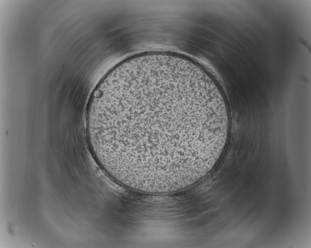 X0000099481287200806061236