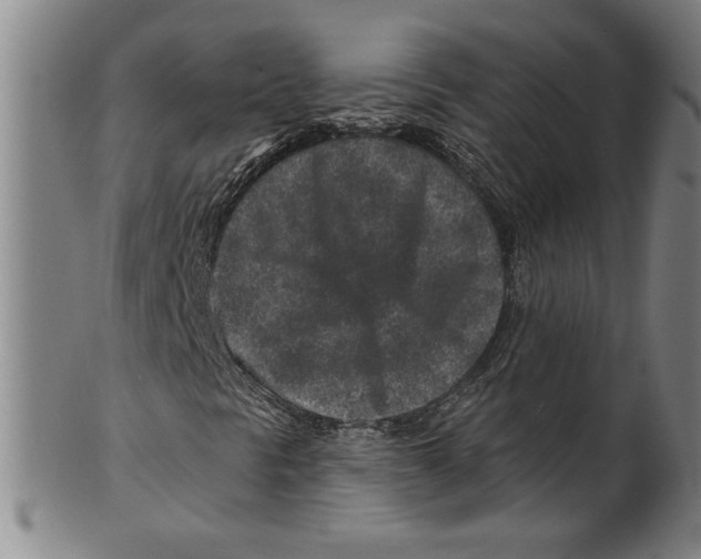 X0000099481297200806061235
