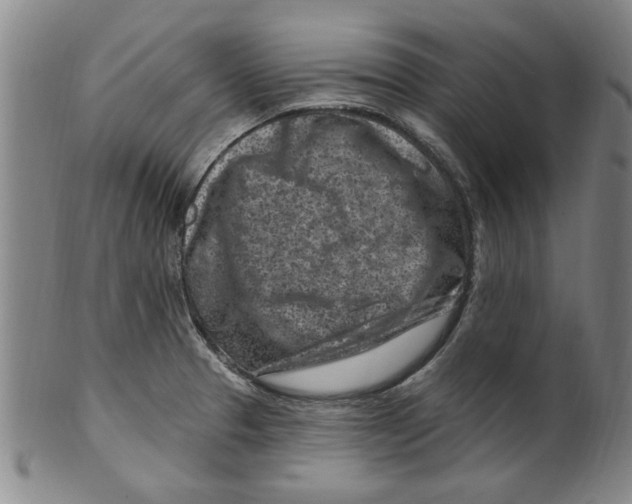 X0000099481329200806061235