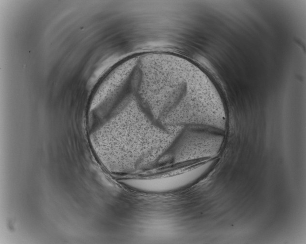 X0000099481336200806061236