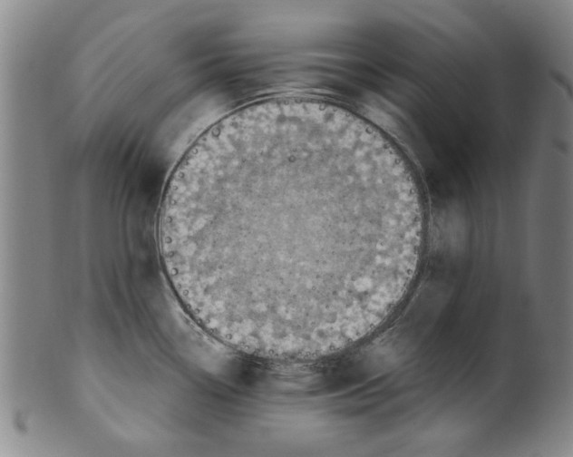 X0000099481338200806061236