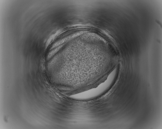 X0000099481357200806061235