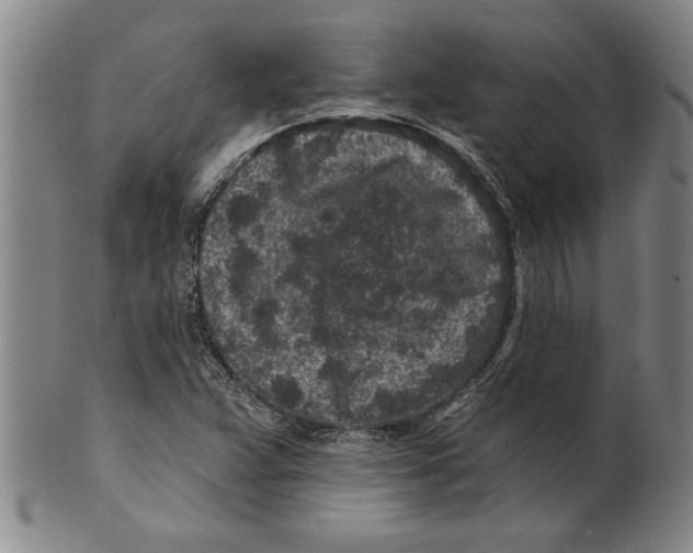 X0000099481359200806061235