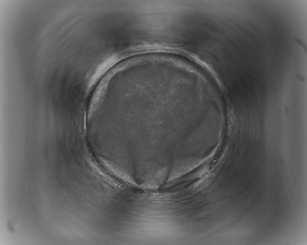 X0000099481365200806061235