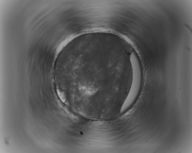 X0000099481373200806061234