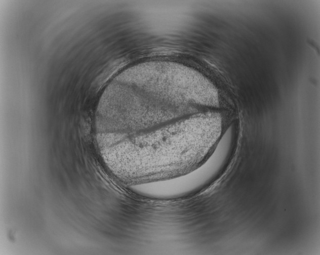 X0000099481401200806061233