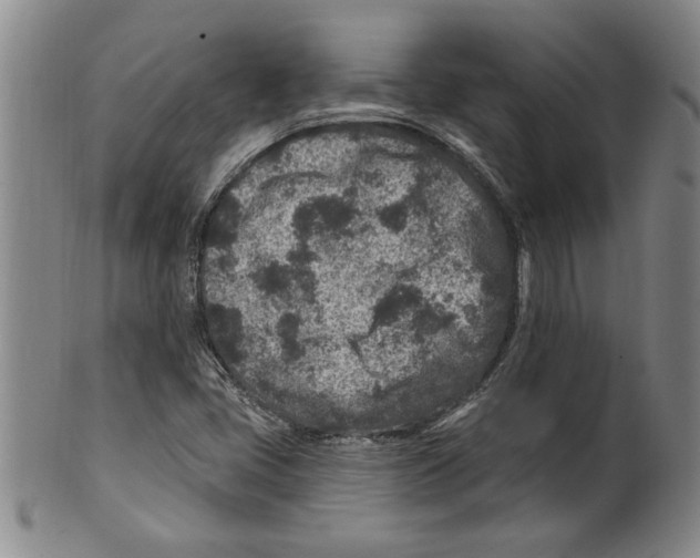 X0000099481405200806061233