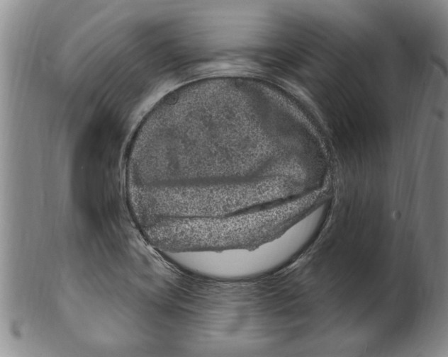 X0000099481419200806061234